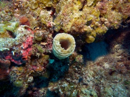 Yellow Vase Sponge IMG 2993